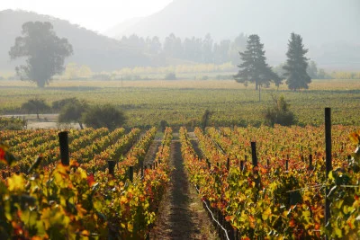 Thumbnail Wine Tasting among Vineyards at Clos De Luz in the Almahue Valley