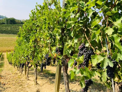 Thumbnail Ich liebe Ruchè: Weinprobe im La Mondianese im Monferrato