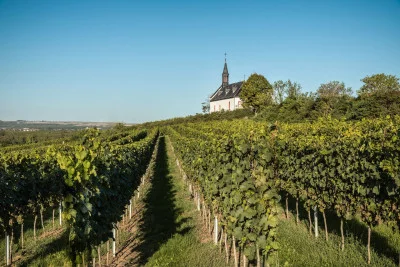Thumbnail Guided walk and wine tasting at Weingut Klosterhof