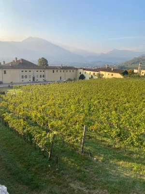 Thumbnail Visite guidée et dégustation de vin au Palazzo Lodron : Villa historique, vignoble et cave à vin