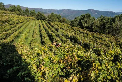 Thumbnail Visita a viñedos y bodegas con cata de vinos en la Quinta da Moitinha, en la región de Dão