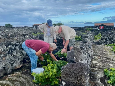 Thumbnail La visite authentique de l'île de Pico : Dégustation de vin, producteurs indépendants et culture !