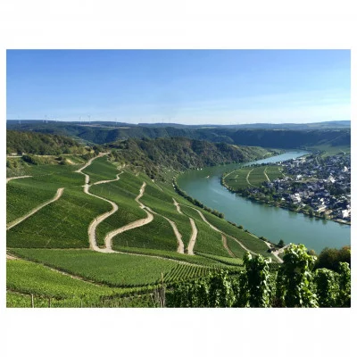 Thumbnail Everything happens for a Riesling: Full-day Mosel Wine Tour
