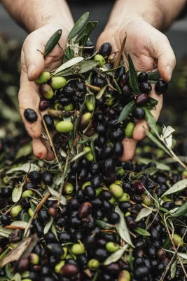 Thumbnail Natives Olivenöl Extra Verkostung in Castelfalfi in der Toskana