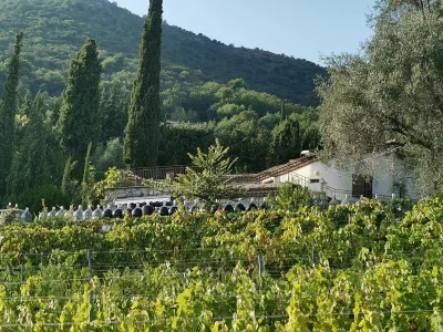 Thumbnail for Excursion privée d'une journée au départ de Nice: à la découverte des vignobles de la Côte d'Azur