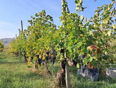 Thumbnail Besichtigung der alten Reben und Weinprobe von 5 Filarole-Weinen im Tidonetal