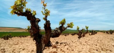 Thumbnail Ribera del Douero wine day tour from Madrid