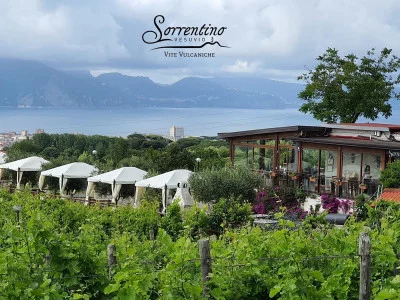Thumbnail Gold Wine Experience with Lunch at Sorrentino Vini on the Vesuvius