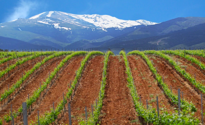 Thumbnail Wine tasting at Bodegas Munana: the highest altitude in Europe for vineyards!