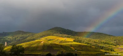 Thumbnail Parcous dans le vignoble d'Alsace et dégustation de vins au Domaine de l'Envol