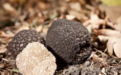 Thumbnail In search of truffles at Castello di Tornano in Chianti