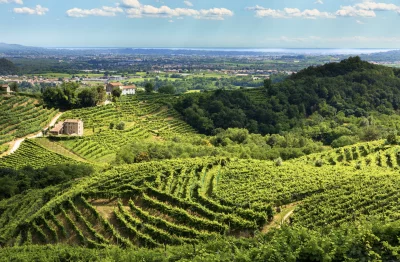 Thumbnail Ruta del Vino Amarone Insight: Visita 2 bodegas familiares con almuerzo ligero en Valpolicella desde Verona