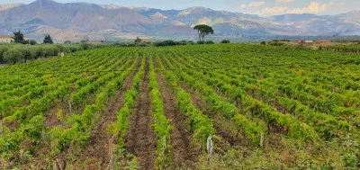 Thumbnail Cata de vinos del Etna en Zumbo Vini