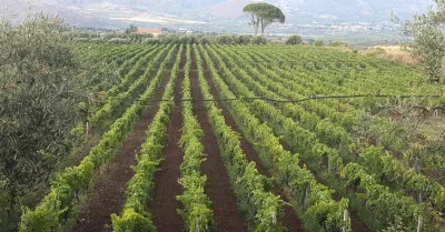 Thumbnail Etna wine tasting in the vineyard of Zumbo Vini