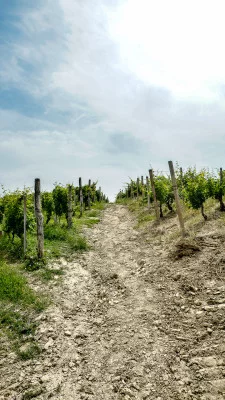 Thumbnail Wine tasting and tour of the heroic vineyards at Azienda Agricola 499 in Langhe