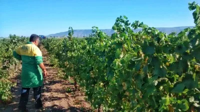 Thumbnail Cata de vinos ecológicos en las laderas del promontorio del Gargano, en la Bodega Losito
