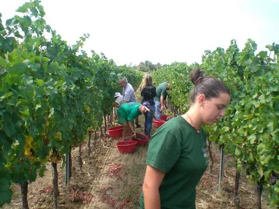 Thumbnail Cata de vinos y visita a la Granja Colutta en Colli Orientali