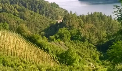 Thumbnail Wine experience en Trentino en una bodega familiar - Cata de vinos El Zeremia