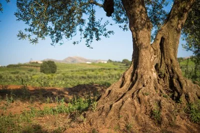 Thumbnail Let's harvest olives: wine tasting and typical brunch