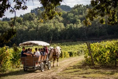 Thumbnail Trotting through the vineyards at Cantina di Filippo