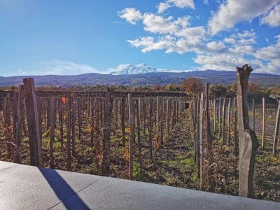 Thumbnail Almuerzo y cata de vinos del Etna con visita a los viñedos de Emilio Sciacca