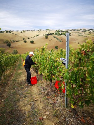 Thumbnail Local wines tasting of Marche region at Tenuta San Marcello