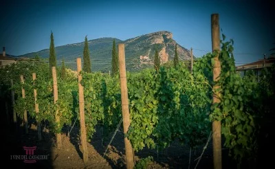 Thumbnail Recorrido por la Segunda Parada con 4 vinos en Vini del Cavaliere
