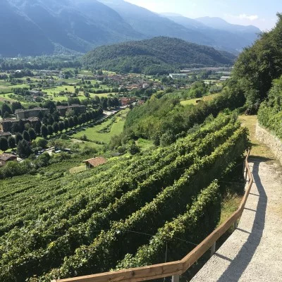 Thumbnail The high vineyards of Lanzato, today Cultivar delle Volte