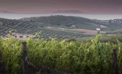 Hauptbild von Cantina Cambria Vini