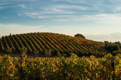 Immagine principale di Monte Solaio Winery