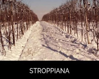 Hauptbild von Cantina Stroppiana