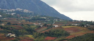 Main image of Azienda agricola "Terre D'Aglianico"
