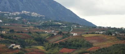 Imagen principal de Azienda agricola "Terre D'Aglianico"