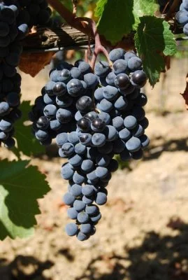 Main image of Leuta Wines