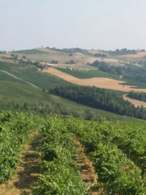 Hauptbild von Azienda Agricola Padroggi La Piotta (Oltrepò Pavese)