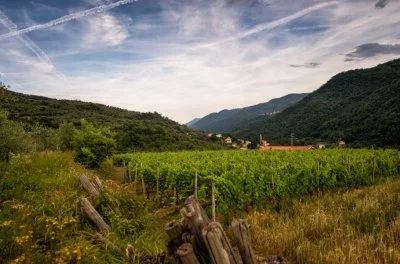 Main image of Bruna Winery