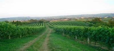 Main image of Bogge Wine (Monferrato)