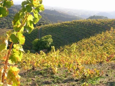 Main image of CELLERS CAPAFONS OSSÓ S.L (Priorat)