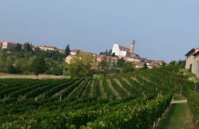 Main image of Amelio Livio (Monferrato)