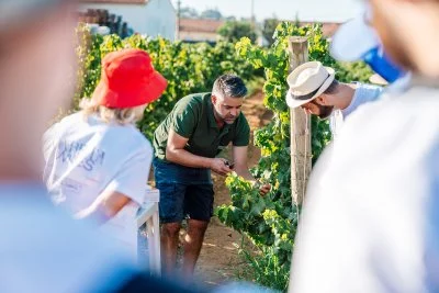 Imagen principal de Cabrita Wines (Algarve)