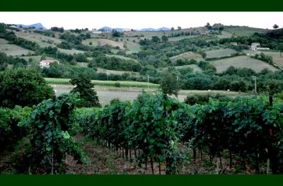 Image principale de ALEPA Azienda vitivinicola