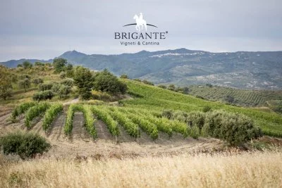 Main image of Brigante Vigneti & Cantina