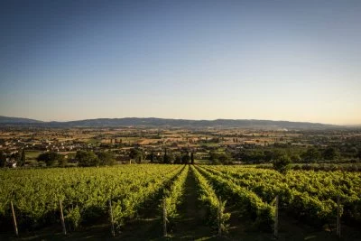 Immagine principale di Winery Tili Wines Umbria Assisi